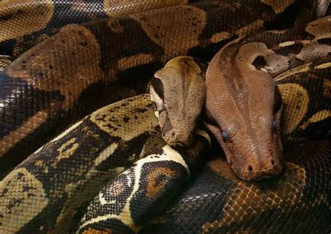 Image result for Ball Python Predators