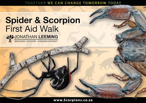 Spider Bite First Response | Spider & Scorpion Of Southern Africa