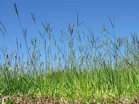 How To Plant Bahia Grass | Storables