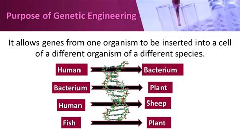 Application of Genetic Engineering 的图像结果
