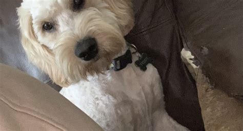 Image result for Cockapoo for Sale Cork