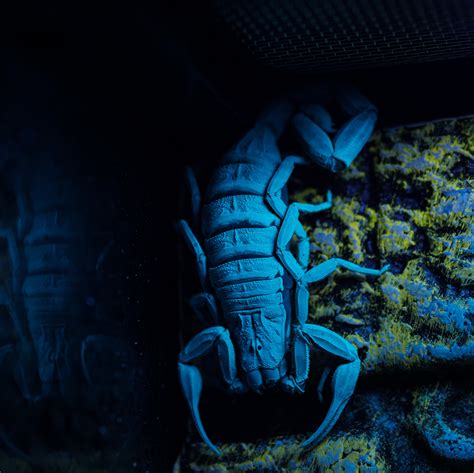 Centruroides gracilis (Florida Bark Scorpion) Care — The Tarantula Collective