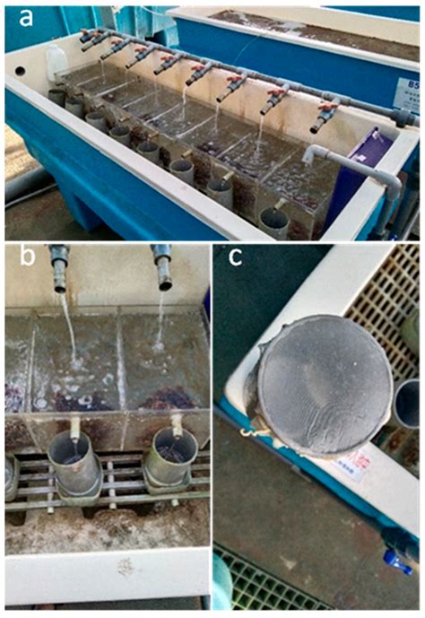 Study on the Development and Growth of Coral Larvae