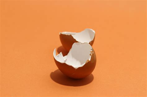 Image result for Egg Shell Shape