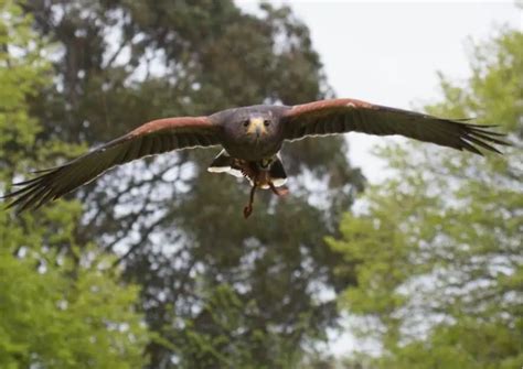 Image result for Hawk Traits