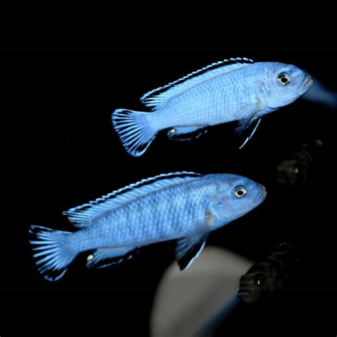 Cloning Aqua Pets & Fish Aquarium Shop in Salem – cloningaquapets