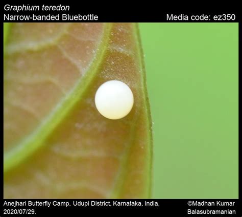 Graphium teredon | Butterfly