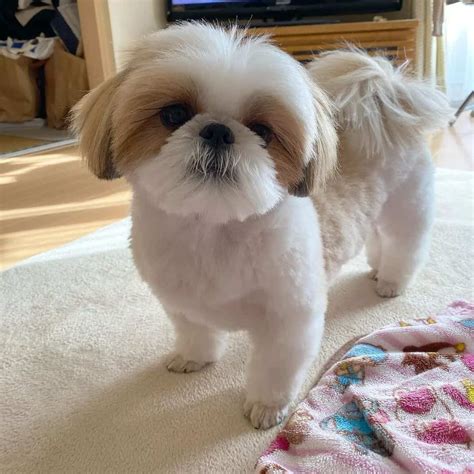 Cute Shih Tzu Haircuts