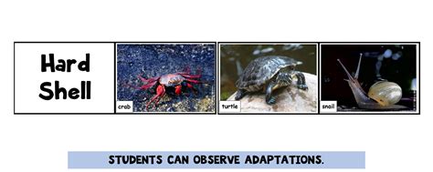 Image result for Adaptation Examples
