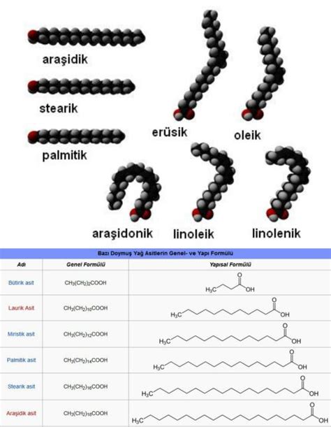 Trigliserit, doymuş yağ, yağ asidi ile ilgili soruların cevapları nedir?
