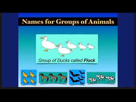 What do we call groups of different Animals? Video Lecture - English ...