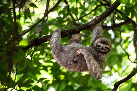 Discover the Reasons Why Sloths Move So Slow - A-Z Animals