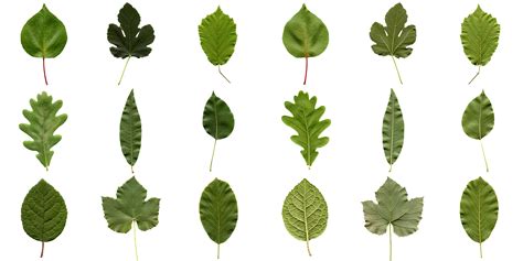 5 Different Shapes Of Leaves - Free Math Worksheet Printable