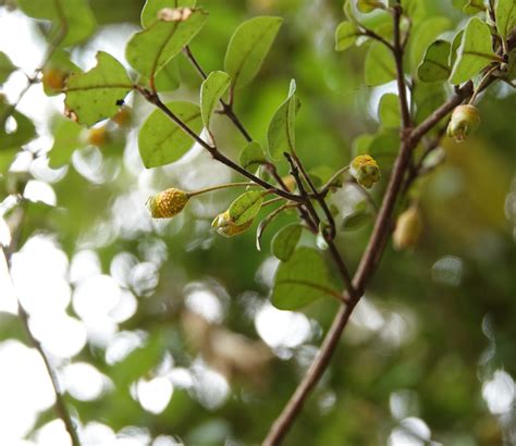 Image result for Host-Pathogen