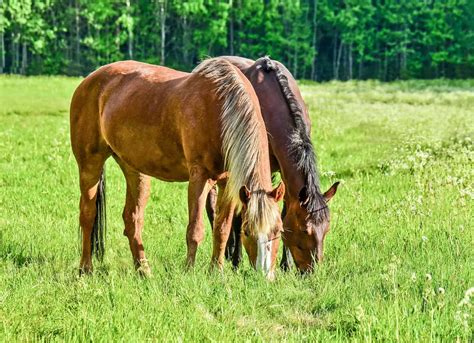 Creating Better Horse Pastures - The Horse
