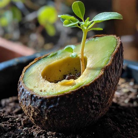 11 Kitchen Scrap Garden Ideas to Regrow Food at Home