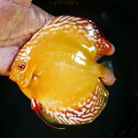 Image result for Discus Albinos