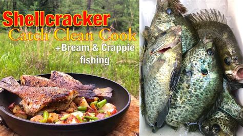 Image result for How to Catch Shellcracker Fish