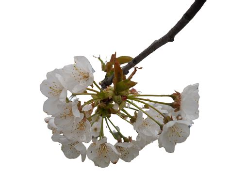 Flower Russia PNG, Vector, PSD, and Clipart With Transparent Background ...