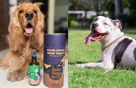 The Essential Guide to Hemp Seed Oil Benefits for Dogs | IHC – India ...