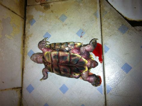 我的乌龟死了，下午看着还没什么，半夜回来发现盆里有血，乌龟都变形了，谁能告诉我乌龟的死因？_百度知道