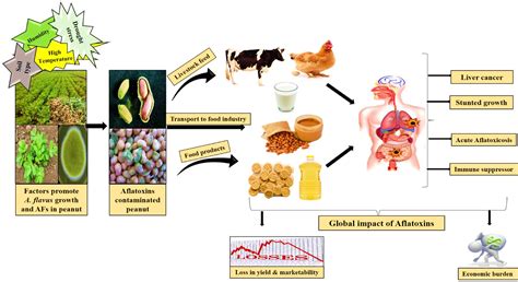 Aflatoxins in Peanut (Arachis hypogaea): Prevalence, Global Health Concern, and Management from ...