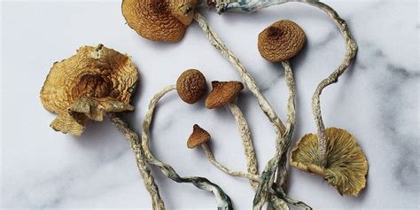https://healing-mushrooms.net/wp-content/uploads/2021/11/Mazatapec-Mushrooms-1024x512.jpg
