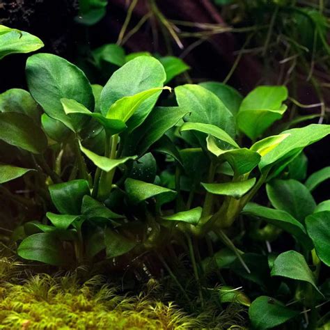 Sreepadma B5C Anubias Nana / Dwarf Anubias | Cup Live Plant ...