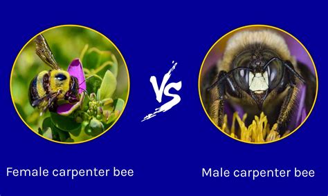 Male vs. Female Carpenter Bee: What are the Differences? - A-Z Animals