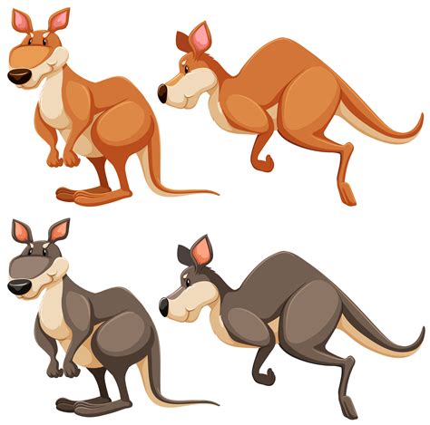 Kangaroo 303968 Vector Art at Vecteezy