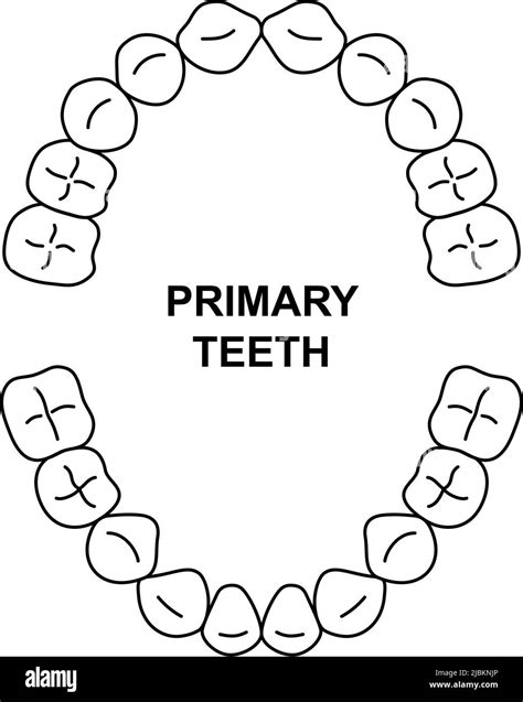Primary teeth dentition anatomy. Child upper and lower jaw. Child tooth arrival chart. Primary ...
