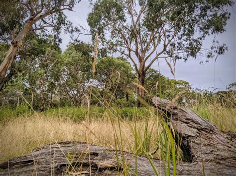 The very real value of Australia's woodlands — TerraLab - Environmental ...