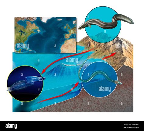 Eel life-cycle, artwork. Eels (Anguilla sp.) spend most of their lives in freshwater, but adults ...