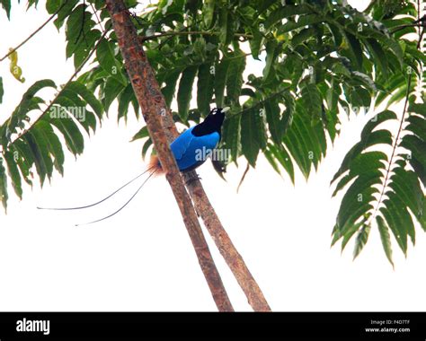 Blue Bird Of Paradise Plant