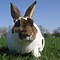 Image result for Lop Eared Bunnies
