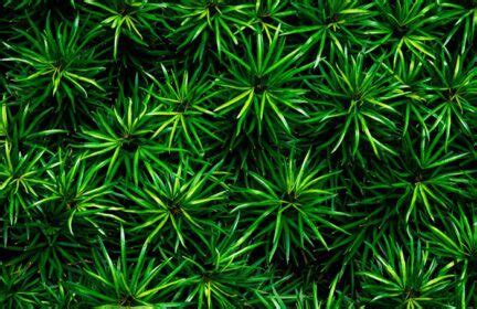 دانلود والپیپرهای تصویری انیمه کارتون Akame ga Kill Akame برند Tatsumi ...