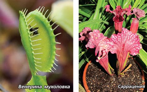 Домашние растения-хищники