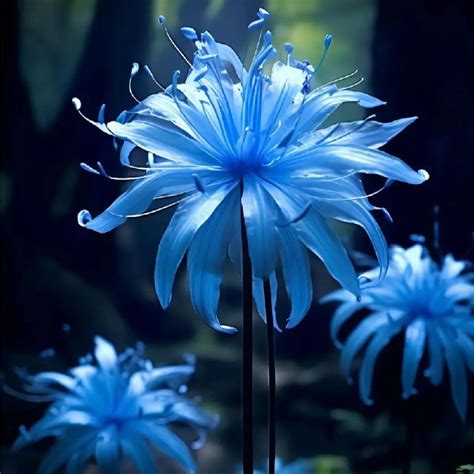 💙Blue Spider Lily Bulbs: Where Mystery Meets Beauty – zoombucket.com