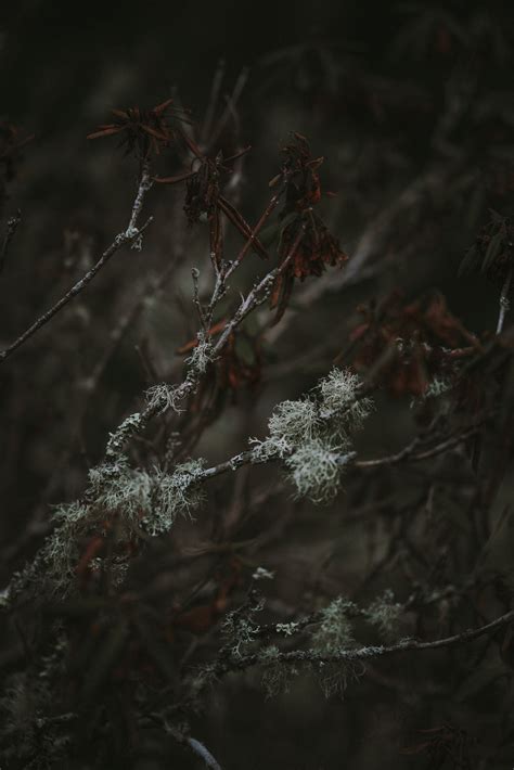 Rose Petals: Tracing the Blossoming Journey of a Time-Honored Herb | Sacred Plant Co Nature's ...