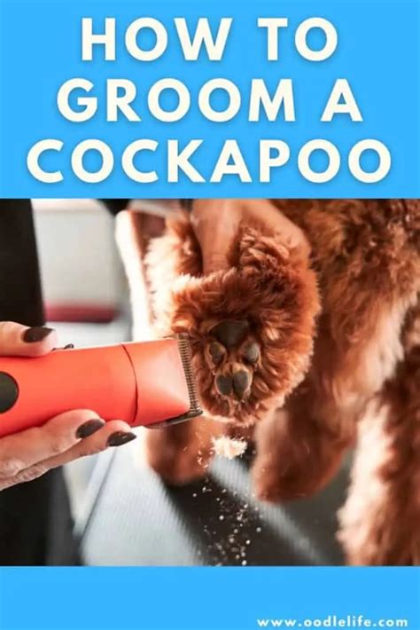 Image result for Groom Cockapoo Feet