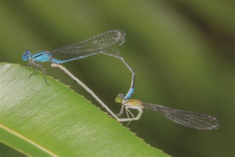 New field guide on S'pore's dragonflies and damselflies records beauty of 136 species | The ...
