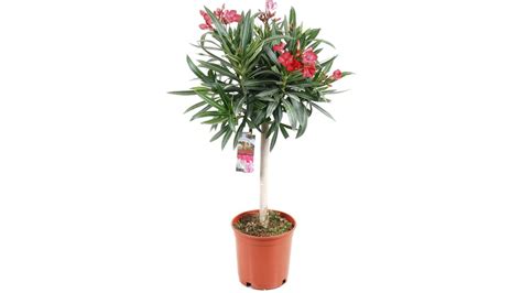 Nerium Oleander op Stam | 80 - 90 cm Aanbieding - iBOOD