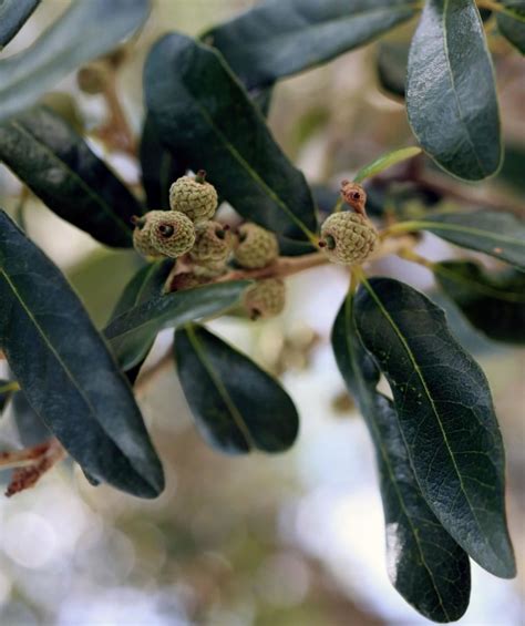 Southern Live Oak | Bower & Branch