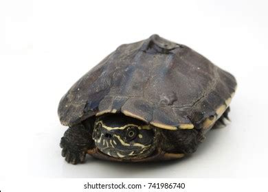 Image result for Turtle Shell Front Back