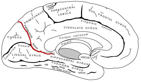Parieto Occipital Sulcus