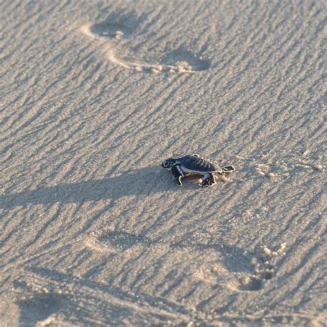 Turtle Walks In The City | Chennai | Whats Hot | WhatsHot Chennai