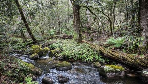 Wyong Travel Guide To Explore Top Attractions On 2025 Australia Trip