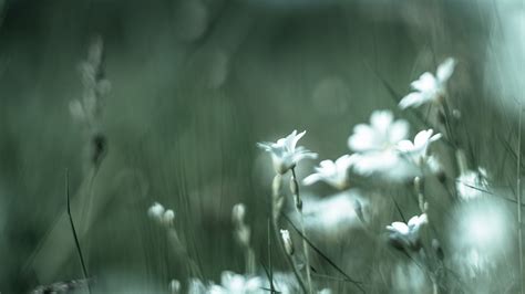 Download wallpaper 1920x1080 color, wildflowers, petals, blur full hd ...