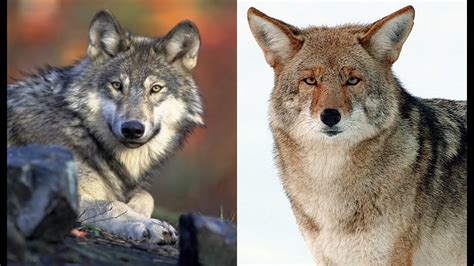 Image result for Wolves vs Coyotes