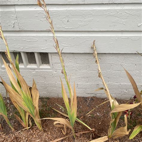 💧 Why Are My Corn Leaves Mushy?